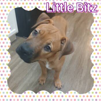 Rescue Shepherd Dogs for Adoption in Tucson, Arizona - Little Bitz | PetCurious