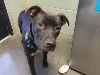 ROMEO -  Pit Bull Terrier Dog for Adoption in Tulsa, Oklahoma - ROMEO | PetCurious