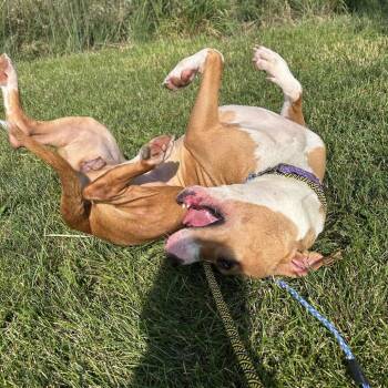 Rachel -  Pit Bull Terrier and Mixed Breed Dog for Adoption in Matteson, Illinois - Rachel | PetCurious