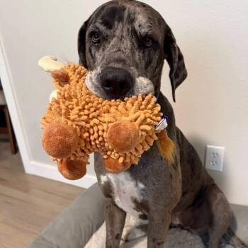 Athena -  Great Dane and Mastiff Dog for Adoption in Bullard, Texas - Athena | PetCurious