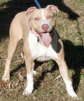 Rescue Pit Bull Terrier Dogs for Adoption in Gloucester, Virginia - Izzy | PetCurious