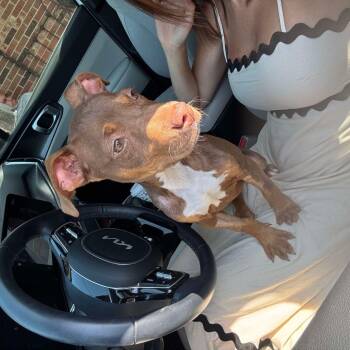 Rescue Mixed Breed Dogs for Adoption in Savannah, Georgia - Mira Luna | PetCurious