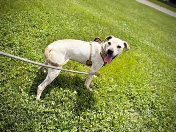 Subwoofer -  Mixed Breed Dog for Adoption in Greensburg, Indiana - Subwoofer | PetCurious