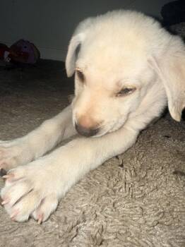 Labrador Retriever Dogs Available for Adoption in The Woodlands, Texas - Luis | PetCurious