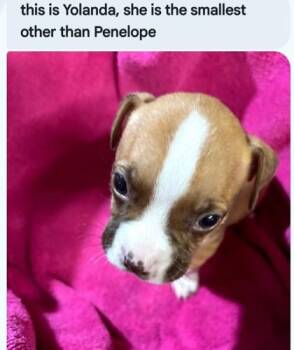 Yolanda -  Boxer and Mixed Breed Dog for Adoption in West Memphis, Arkansas - Yolanda | PetCurious