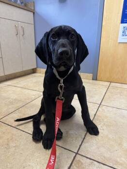 Beau - Adoption Pending! -  German Shorthaired Pointer Dog for Adoption in Omaha, Nebraska - Beau - Adoption Pending! | PetCurious