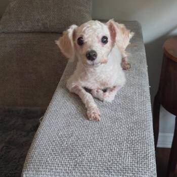 Kintsugi (tri-pawd) -  Shih Poo Dog for Adoption in Carrollton, Texas - Kintsugi (tri-pawd) | PetCurious