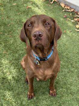 Rescue Labrador Retriever Dogs for Adoption in Cumberland, Maine - Gus Is Colorado | PetCurious