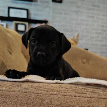 Karol G -  French Bulldog Dog for Adoption in Turlock, California - Karol G | PetCurious