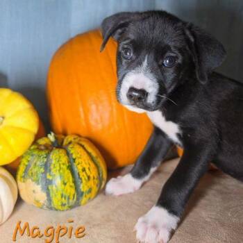 Magpie -  Feist and Labrador Retriever Dog for Adoption in Sanford, North Carolina - Magpie | PetCurious