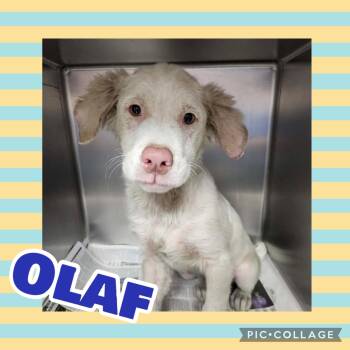 Olaf -  Australian Shepherd Dog for Adoption in Ringwood, New Jersey - Olaf | PetCurious