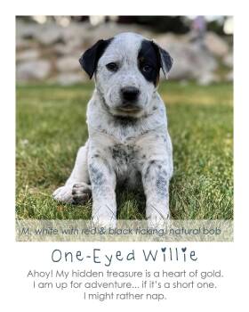 One-Eyed Willie -  Australian Cattle Dog Blue Heeler Dog for Adoption in Midway, Utah - One-Eyed Willie | PetCurious
