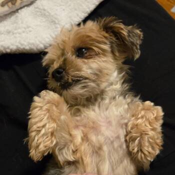 Gypsy -  Yorkshire Terrier and Silky Terrier Dog for Adoption in Loves Park, Illinois - Gypsy | PetCurious