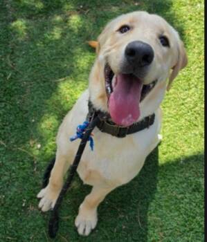 Riggs -  Labrador Retriever Dog for Adoption in Sedalia, Colorado - Riggs | PetCurious