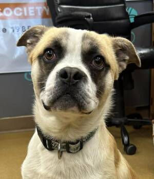 Boston Terrier and Bulldog Dogs Available for Adoption in Maryville, Missouri - Lightning | PetCurious