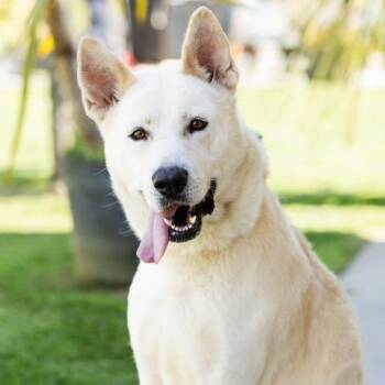 BOWIE -  Siberian Husky and German Shepherd Dog Dog for Adoption in Camarillo, California - BOWIE | PetCurious