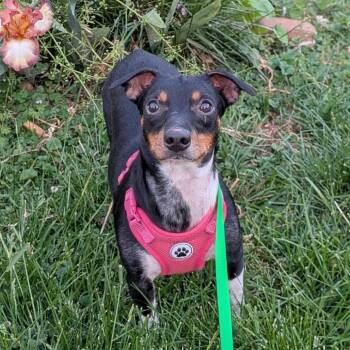 Dachshund and Jack Russell Terrier Dogs Available for Adoption in Decherd, Tennessee - Fernanda | PetCurious