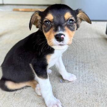 Joey -  Australian Cattle Dog Blue Heeler Dog for Adoption in Little Rock, Arkansas - Joey | PetCurious