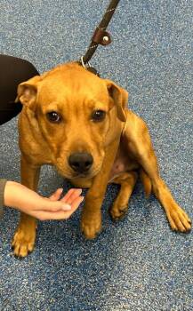 26-404 Oakley -  Labrador Retriever Dog for Adoption in Tarboro, North Carolina - 26-404 Oakley | PetCurious