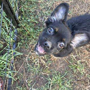 French Bulldog and Yorkshire Terrier Dogs Available for Adoption - Baguette | PetCurious