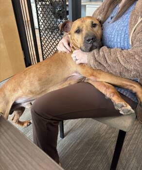 Black Mouth Cur and Shar Pei Dogs Available for Adoption in Manhattan, Illinois - Porter | PetCurious
