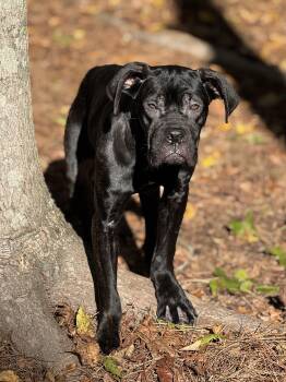 Rescue Cane Corso and Mastiff Dogs for Adoption in Roswell, Georgia - Kenna | PetCurious