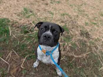 Rescue Pit Bull Terrier Dogs for Adoption in Sevierville, Tennessee - Beefcake | PetCurious