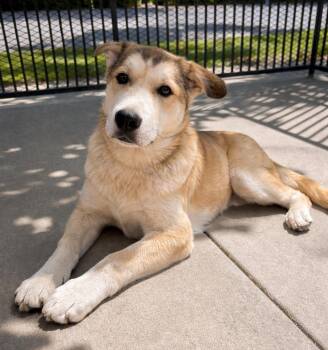 Husky Dogs Available for Adoption in Lodi, California - Baxter | PetCurious