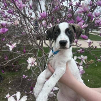 Collie and Terrier Dogs Available for Adoption in South Elgin, Illinois - Onya | PetCurious