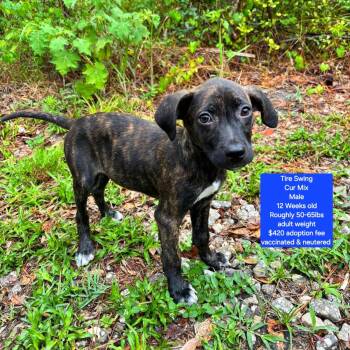 Black Mouth Cur Dogs Available for Adoption in Oviedo, Florida - Tire Swing | PetCurious