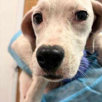 Emerald Jade Green Ball -  Mixed Breed Dog for Adoption in Charleston, West Virginia - Emerald Jade Green Ball | PetCurious