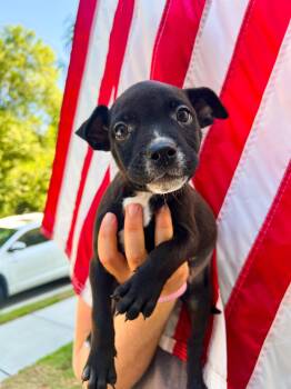 Rescue Mixed Breed Dogs for Adoption in Charleston, South Carolina - Hagrid | PetCurious