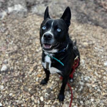 Coosa DEADLINE Friday, July 18 - 4pm -  Husky and Black Labrador Retriever Dog for Adoption in Beaufort, Missouri - Coosa DEADLINE Friday, July 18 - 4pm | PetCurious