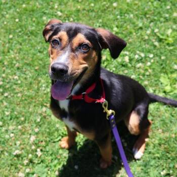Ferris -  Hound Dog for Adoption in Briarcliff Manor, New York - Ferris | PetCurious