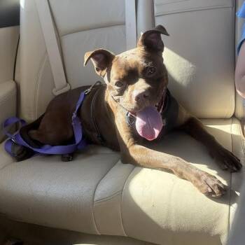 Mocha -  Boxer and Pit Bull Terrier Dog for Adoption in Manhattan, Kansas - Mocha | PetCurious