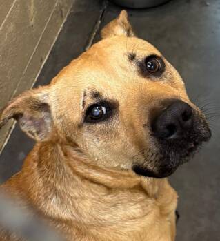SMOKEY -  Pit Bull Terrier and Shepherd Dog for Adoption in Elizabethton, Tennessee - SMOKEY | PetCurious