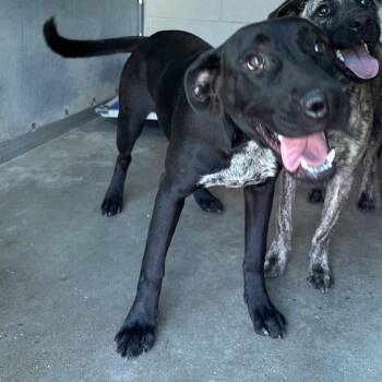 Mary Kate -  Pit Bull Terrier and Mixed Breed Dog for Adoption in Edinburg, Texas - Mary Kate | PetCurious