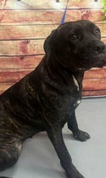 AC-5370 "Jessica" -  Mastiff Dog for Adoption in Conyers, Georgia - AC-5370 "Jessica" | PetCurious