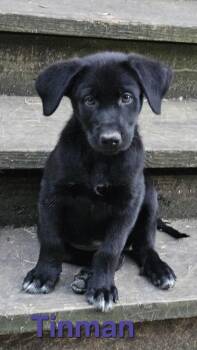 Tinman -  Labrador Retriever Dog for Adoption in West Peoria, Illinois - Tinman | PetCurious