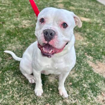 English Bulldog Dogs Available for Adoption - Chubbs | PetCurious