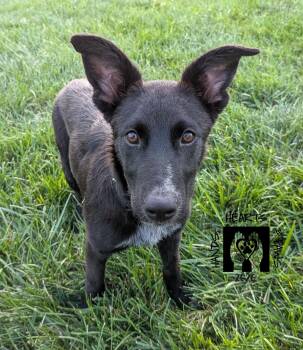Sydelle -  Shepherd Dog for Adoption in Omaha, Nebraska - Sydelle | PetCurious