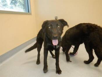 CHAPPELL -  Labrador Retriever Dog for Adoption in San Jose, California - CHAPPELL | PetCurious