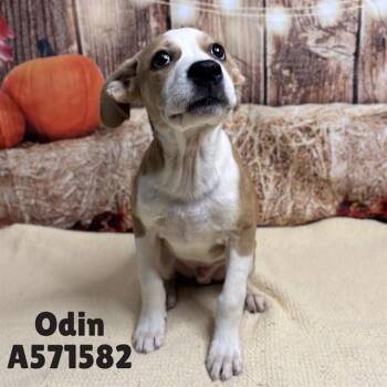 ODIN -  Pit Bull Terrier and Mixed Breed Dog for Adoption - ODIN | PetCurious