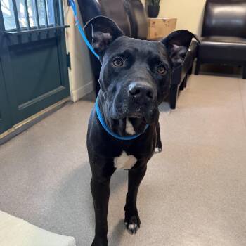 Oogie Boogie -  Pit Bull Terrier Dog for Adoption in Pasadena, California - Oogie Boogie | PetCurious