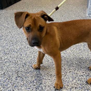 Mixed Breed Dogs Available for Adoption in Greenville, South Carolina - Wednesday | PetCurious