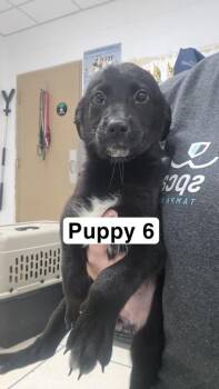 Diana -  Labrador Retriever and Mixed Breed Dog for Adoption in Largo, Florida - Diana | PetCurious