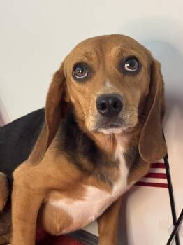 Liberty Belle -  Beagle Dog for Adoption in Meherrin, Virginia - Liberty Belle | PetCurious