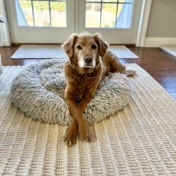 Golden Retriever and Miniature Poodle Dogs Available for Adoption in Chatham, New Jersey - Barley | PetCurious