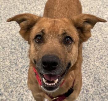 German Shepherd Dog Dogs Available for Adoption in Golden, Colorado - Hinata | PetCurious