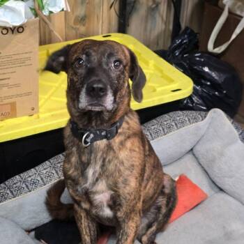 Peanut D71499 -  Labrador Retriever and Mixed Breed Dog for Adoption in Minnetonka, Minnesota - Peanut D71499 | PetCurious
